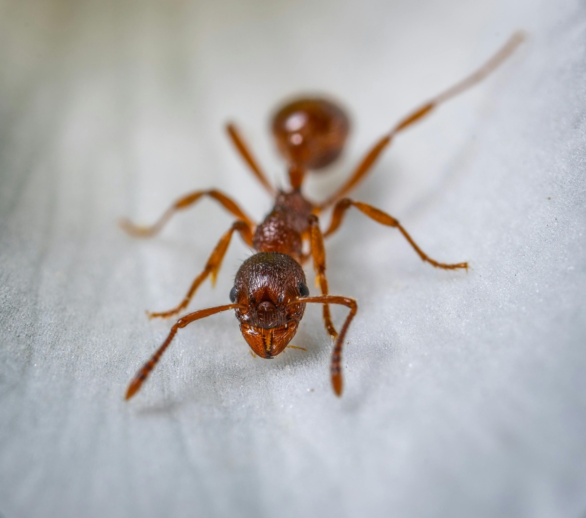 Ant Close-up Ant close-up