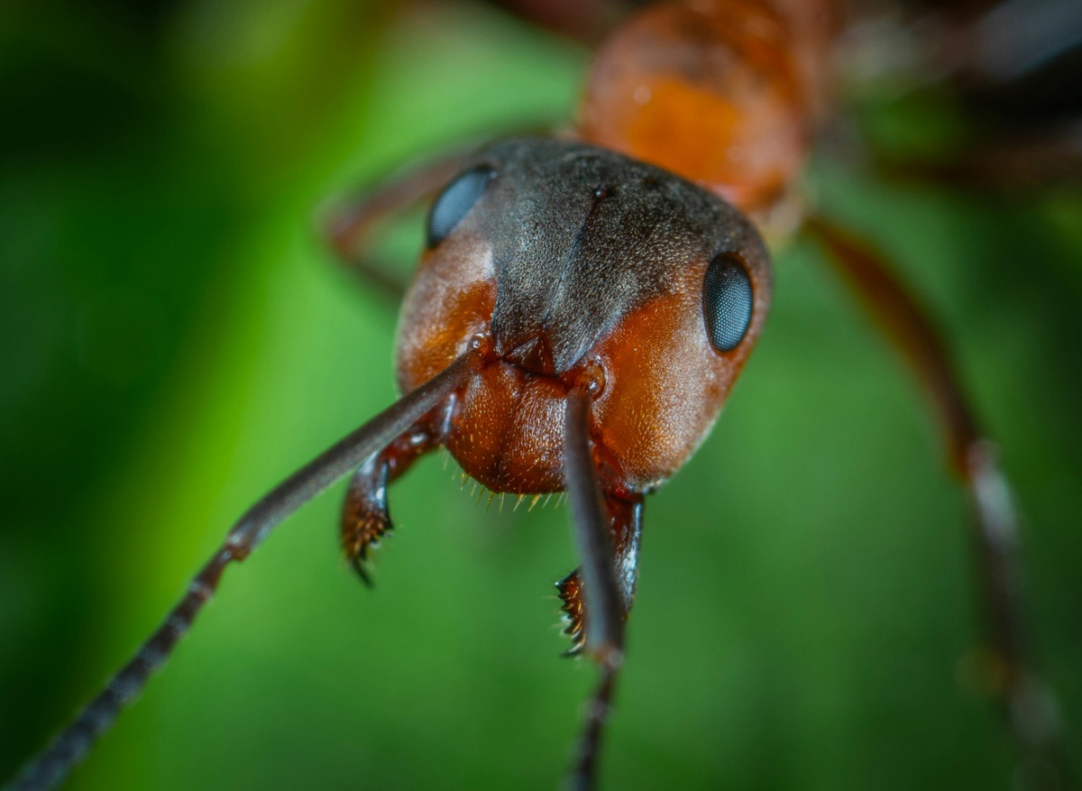 Ant Close-up Ant close-up