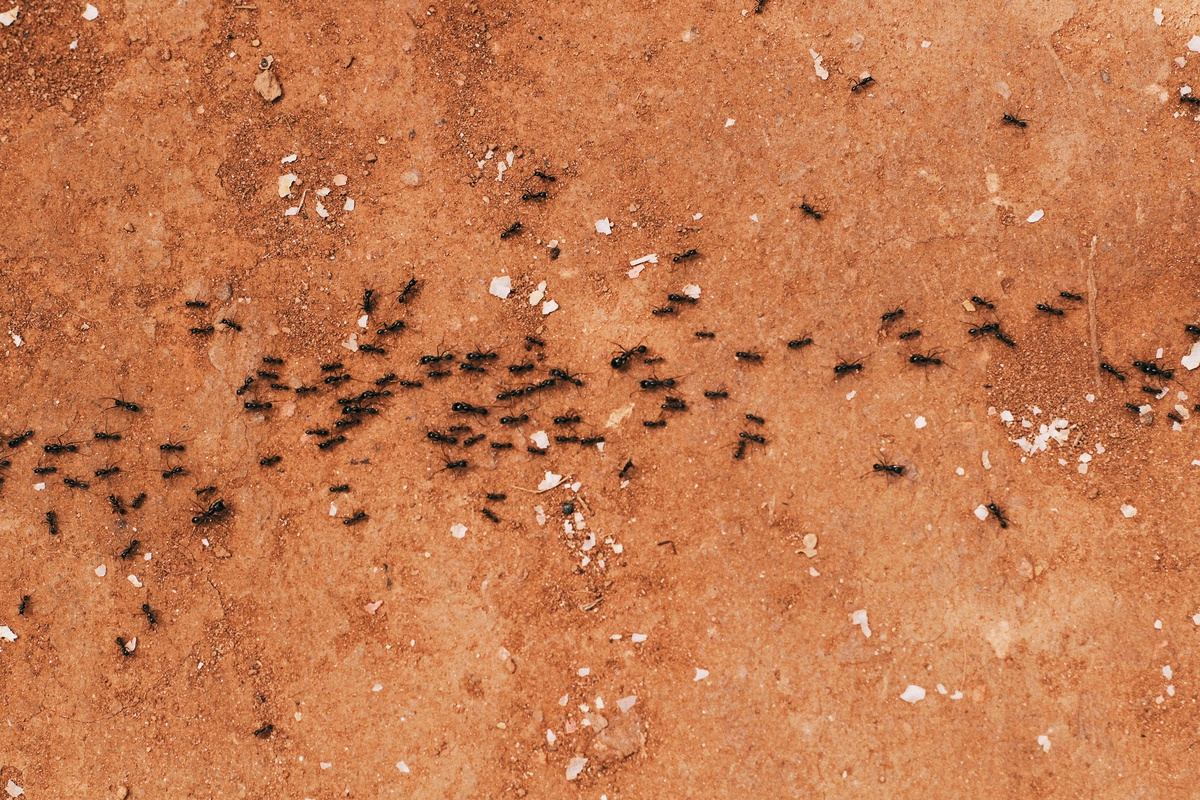 Ants on Red Earth Ants on red earth