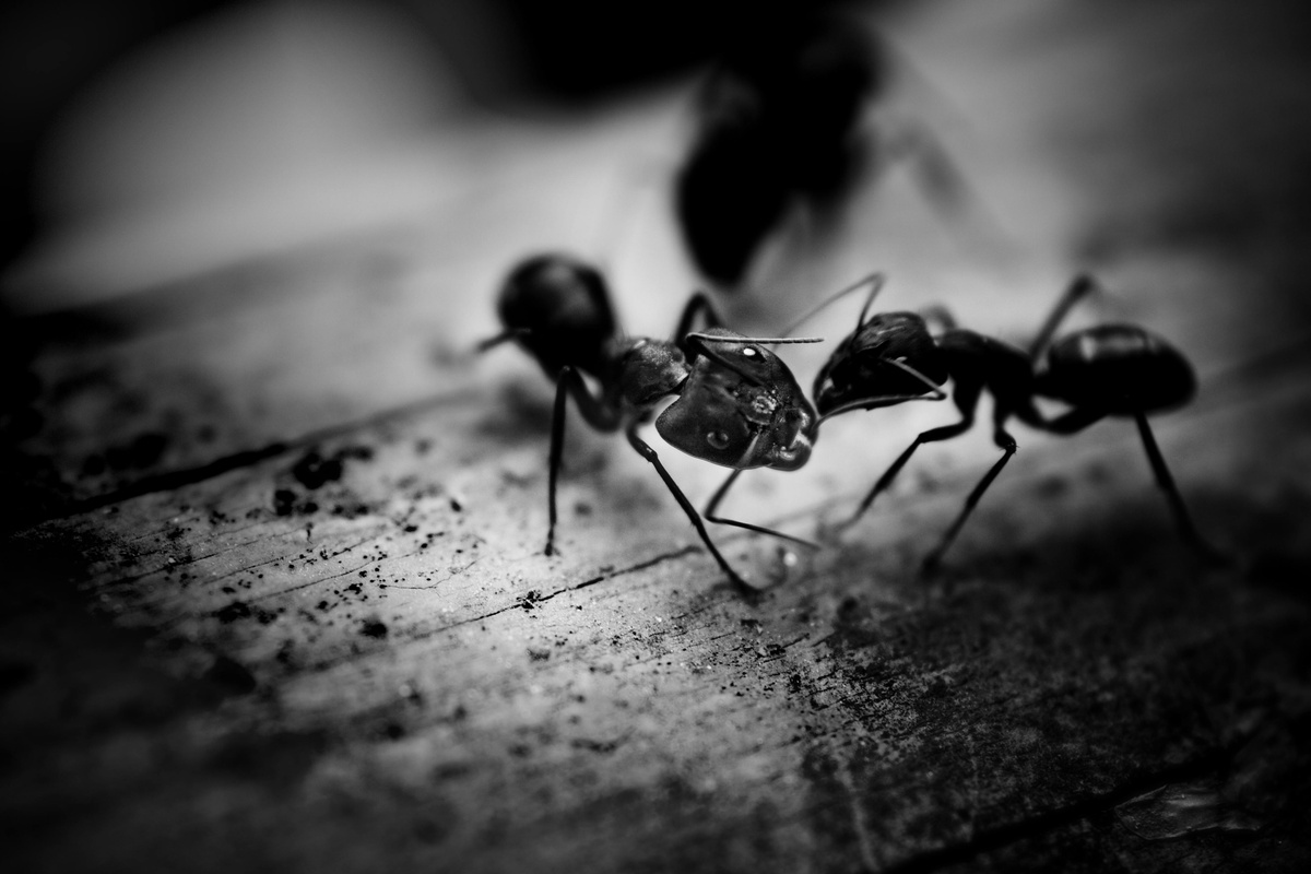 Ants Socializing Two ants socializing