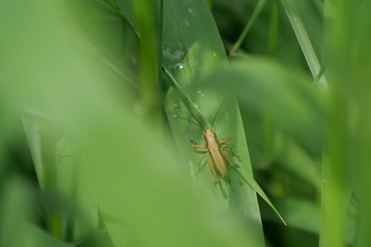 Crickets destroy plants Above view of a cricket