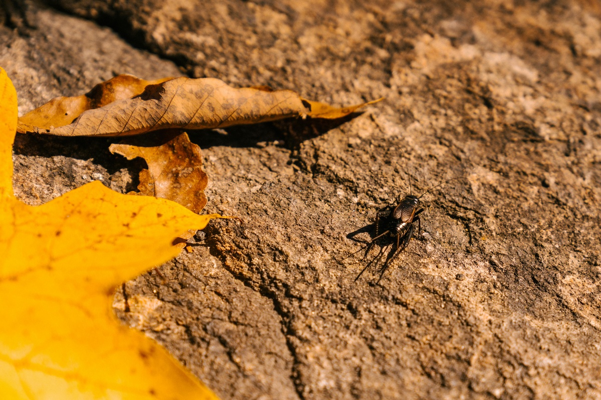 Clear your home of crickets Cricket on a patch of dirt