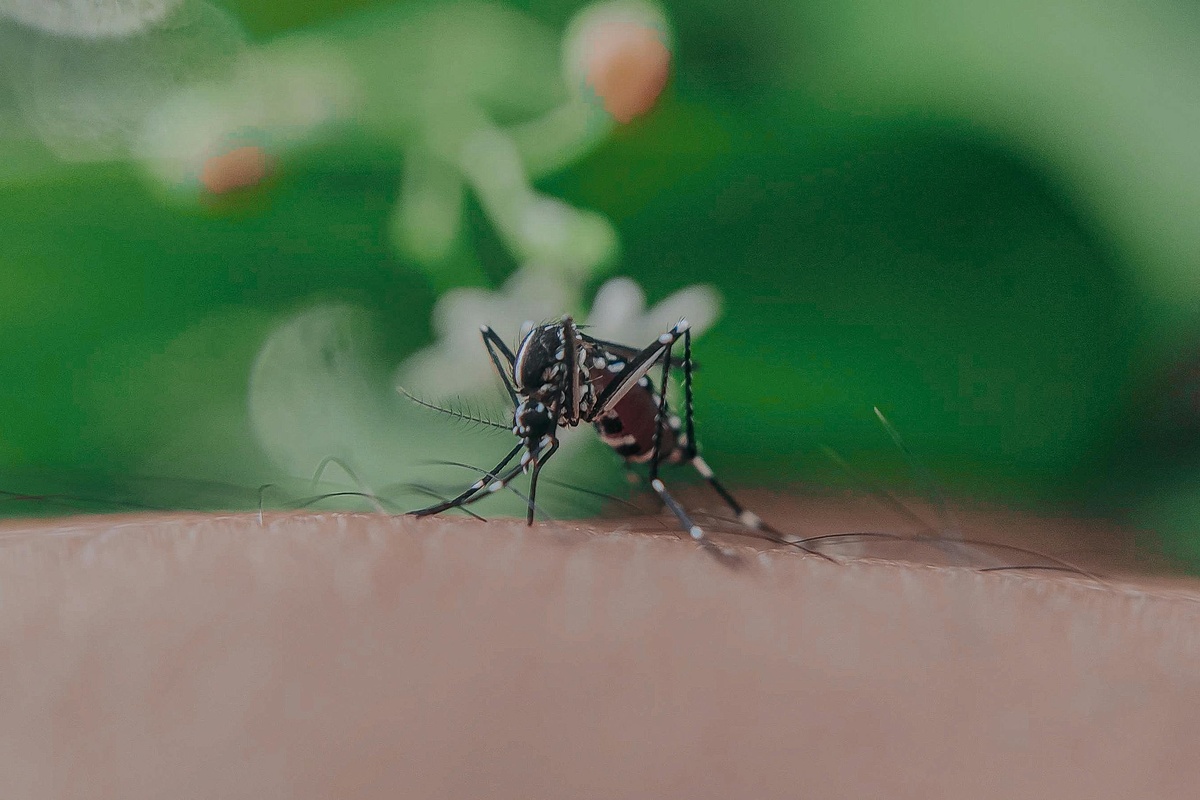 Mosquito Sucking Blood Generated image of a mosquito sucking blood on an arm