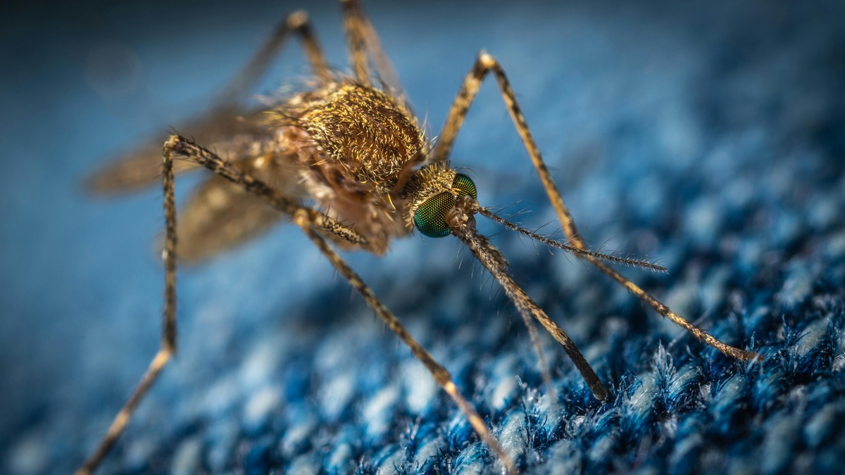 Mosquito on Fabric Close-up of a mosquito on fabric