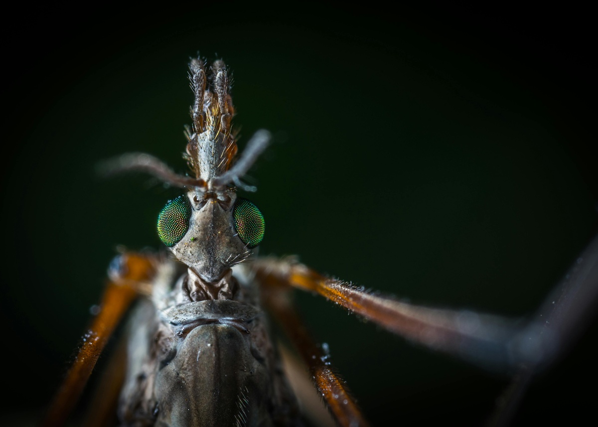 Mosquito Close-up Close-up of a mosquito