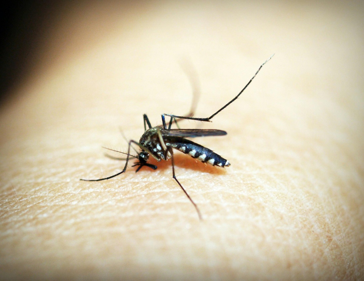 Mosquito Sucking Blood Mosquito sucking blood