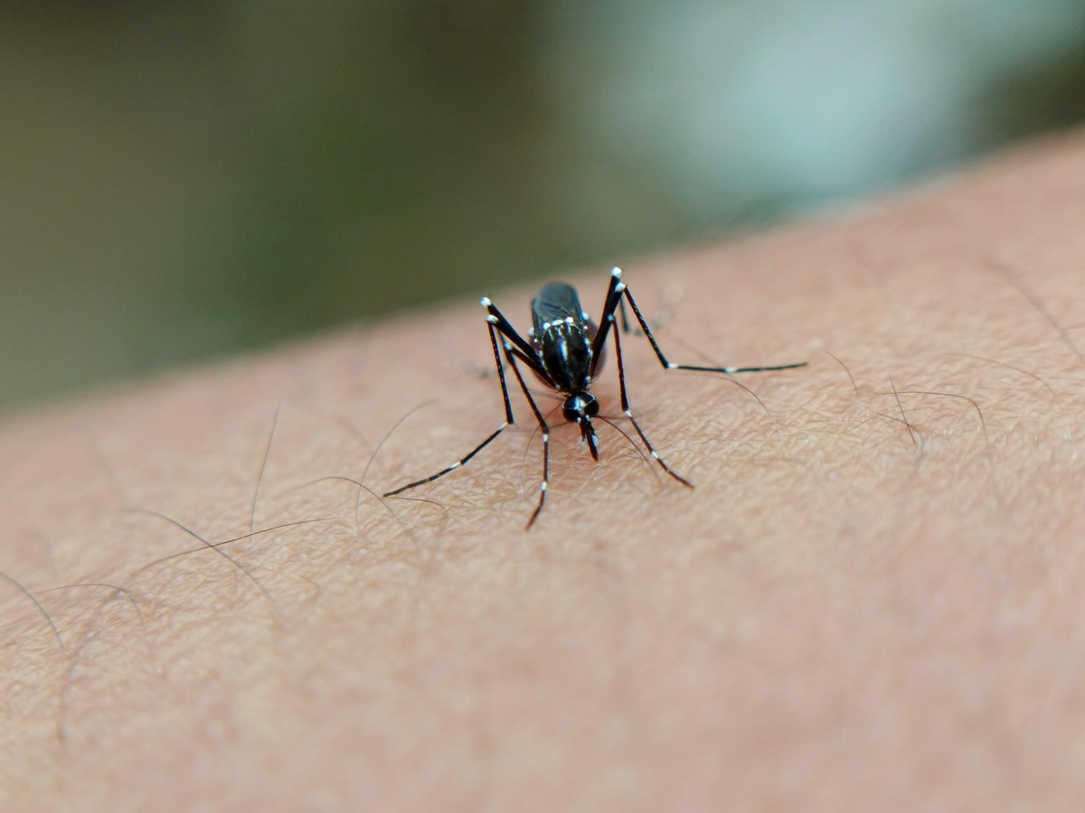 Mosquito on Arm Mosquito landed on an arm