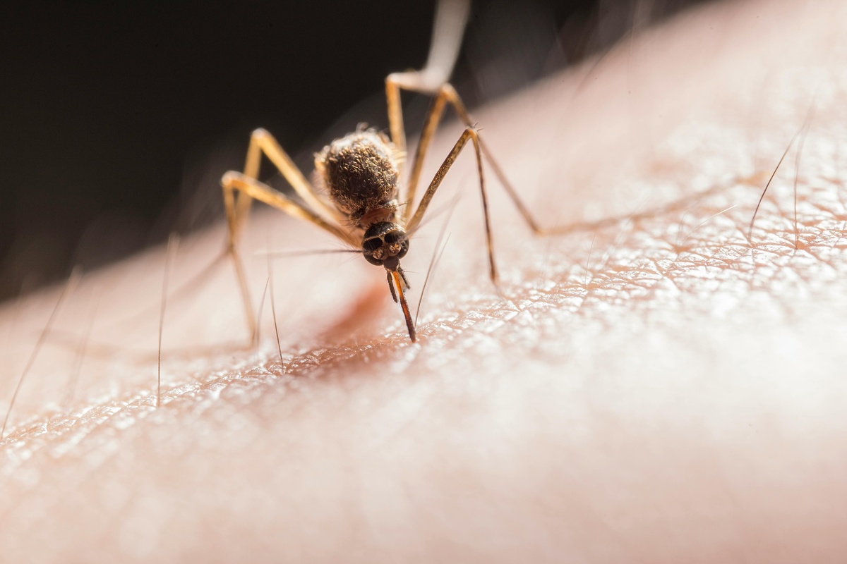 Mosquito Sucking Blood Mosquito sucking blood from an arm