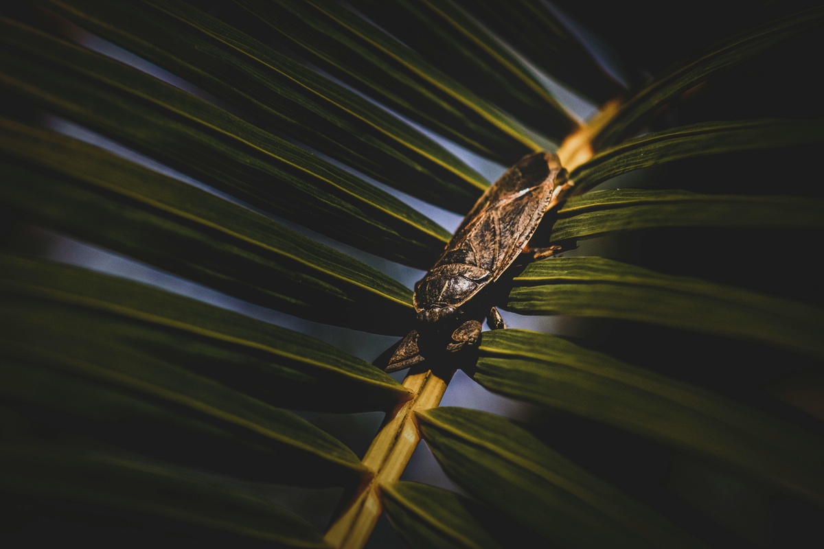 Stop waterbugs now A water bug on a leaf