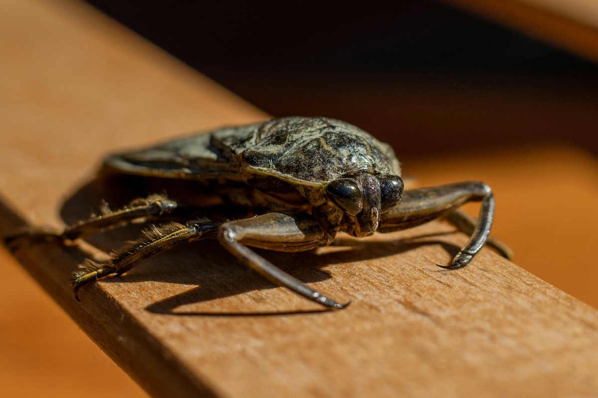 Get rid of waterbugs Closeup of a waterbug